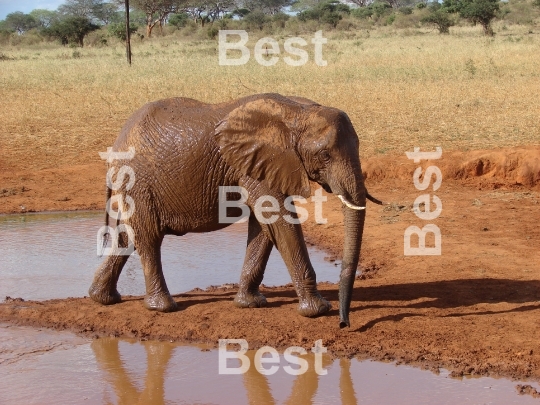 Red african elephant at the waterhole