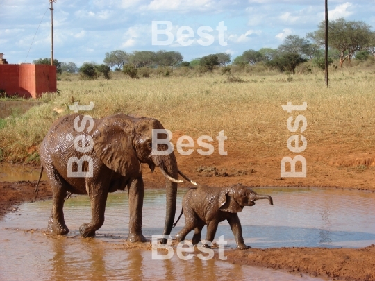 Red african elephant at the waterhole