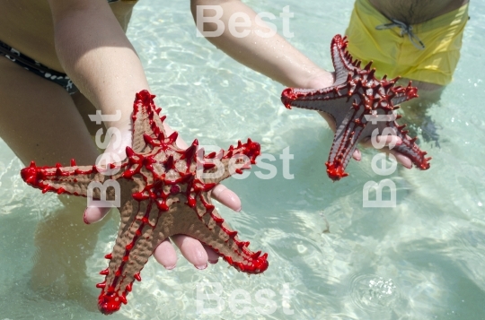 Red starfish