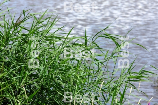 Reeds at the river