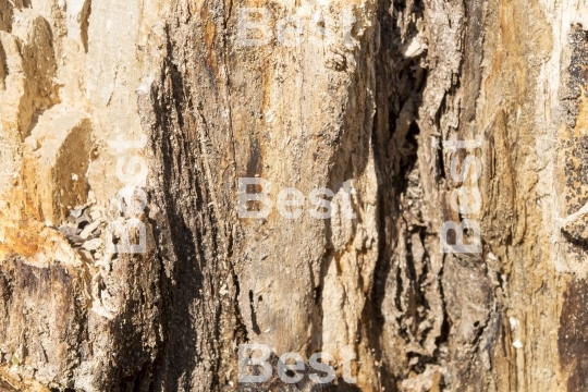 Rotten tree bark
