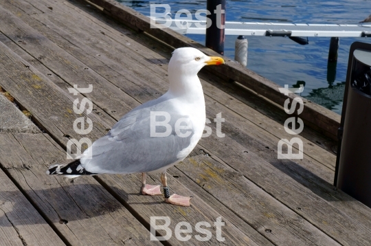 Seagull