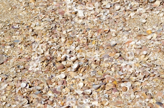 Seashells background