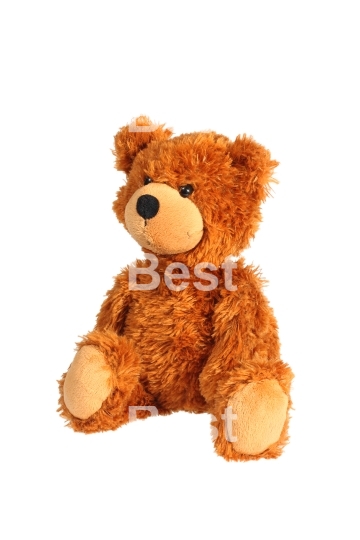 Sitting teddy bear