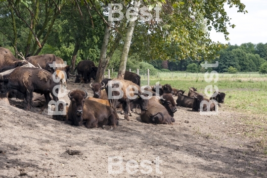 The breeding bisons