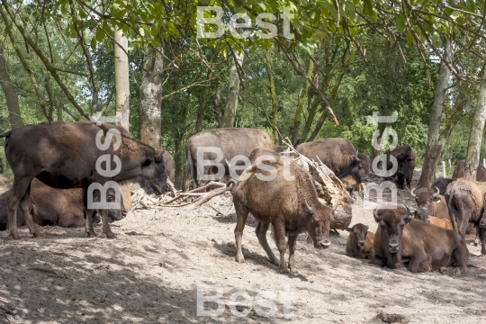 The breeding bisons