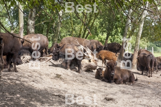 The breeding bisons