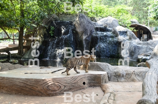 Tiger Kingdom in Phuket