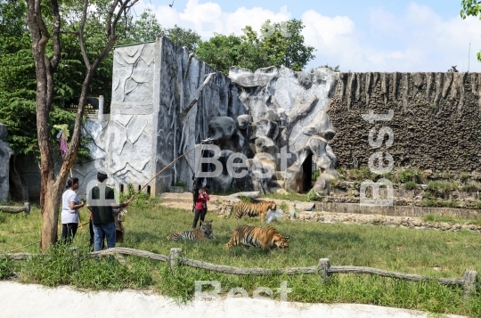 Tiger Kingdom in Phuket