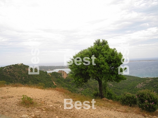 Tree on sea shore