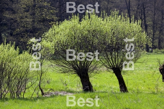 Trees and lawn on spring