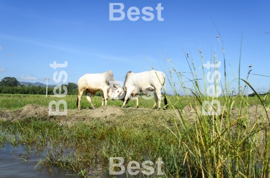 Two fighting bulls in a meadow