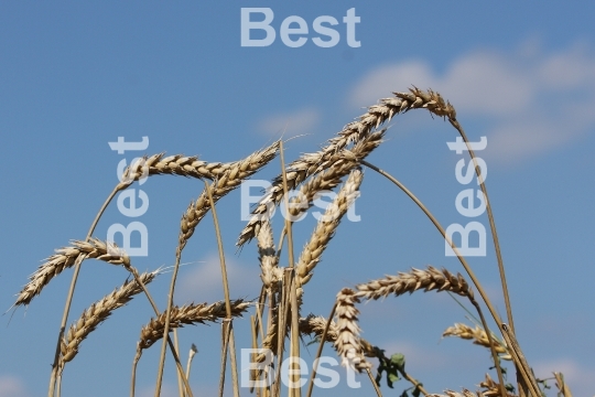 Wheat plant