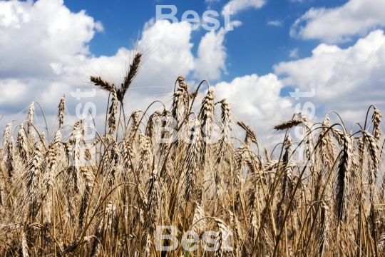 Wheat plant