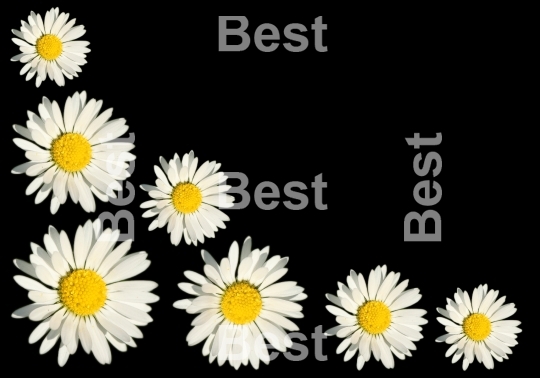 White daisy background