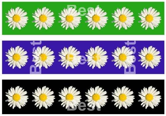 White daisy background