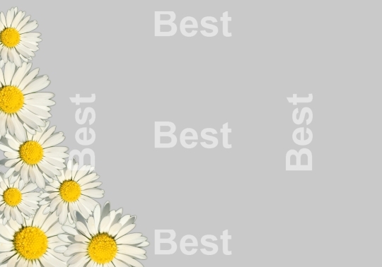 White daisy background