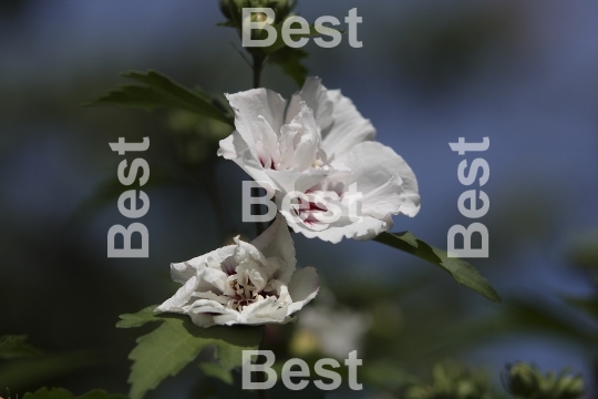 White Hibiscus