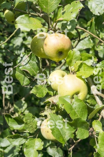 Wild apple