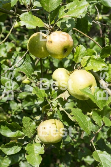 Wild apple