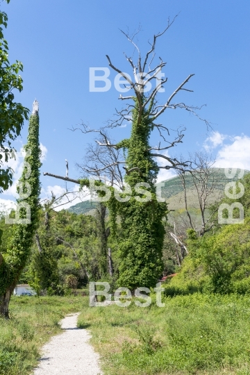 Wild green nature near Blue Eye spring. 