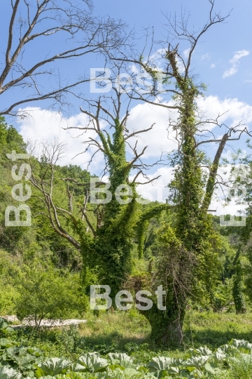 Wild green nature near Blue Eye spring. 