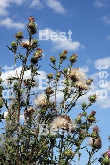 Wild thistle.