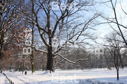 Winter In The Park. 