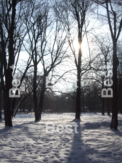 Winter In The Park