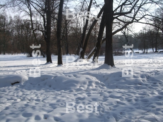 Winter In The Park