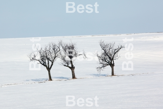 Winter landscape