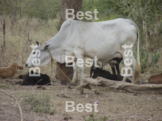 African cow with calves