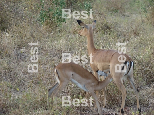 Antelope in Tsavo National Park