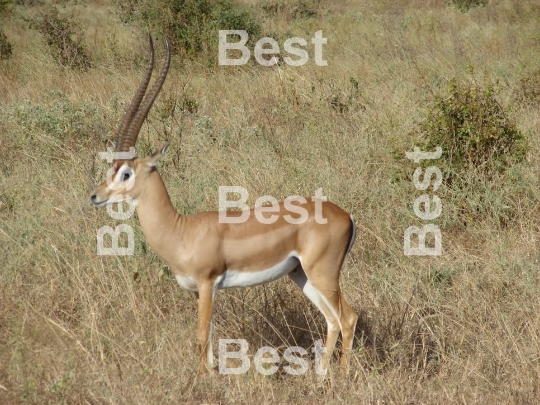 Antelope in Tsavo National Park