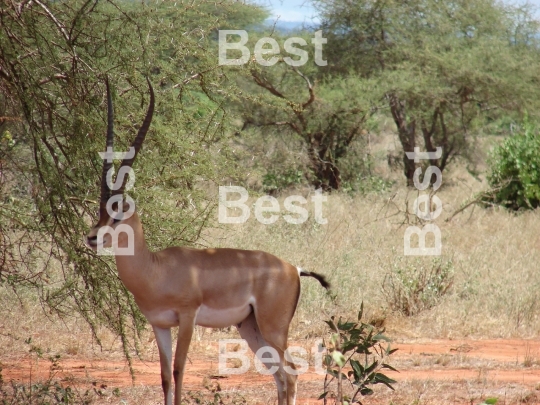 Antelope in Tsavo National Park