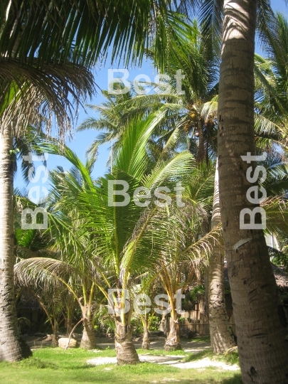 Coconut palms