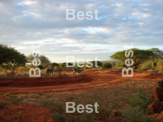 Early morning on african savanna. Antelopes awakening.