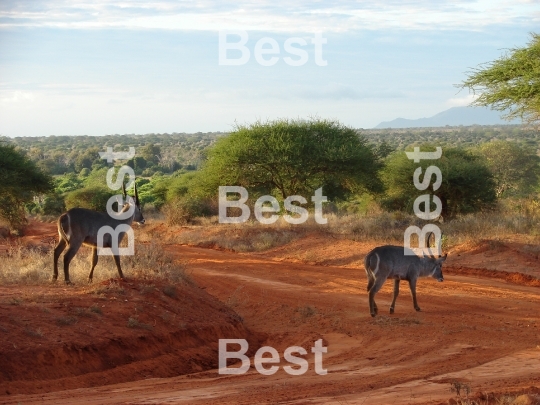 Early morning on african savanna. Antelopes' awakening.