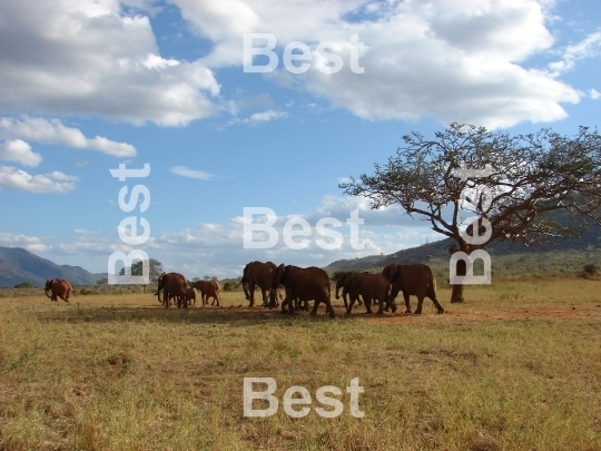 Elephants migration through an african savanna. 