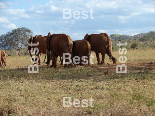 Elephants migration through an african savanna. 