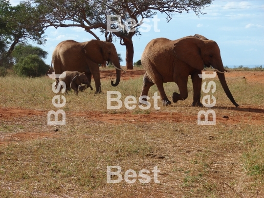 Elephants migration through an african savanna. 