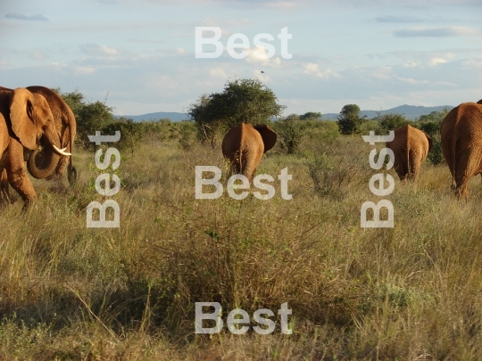 Elephants migration through an african savanna. 