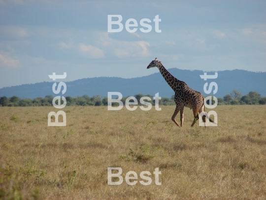 Giraffe in Tsavo National Park