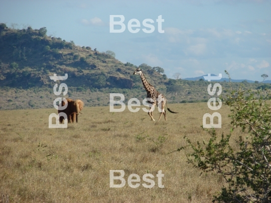 Safari in Africa