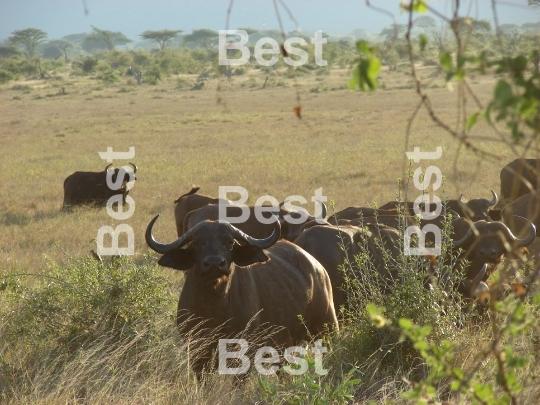 Safari in Africa