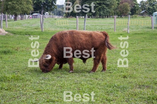 Scotland bull