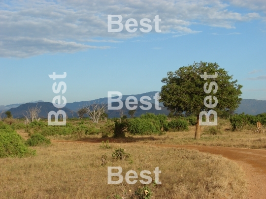 View of Masai savanna in the National Park - Tsavo. In the distant Kenya Mountains visible. 