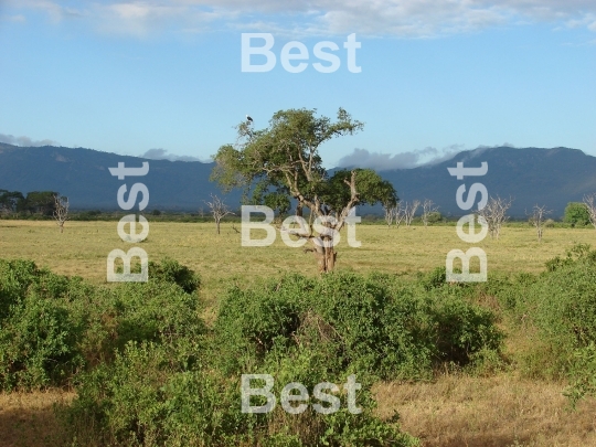 View of Masai savanna in the National Park - Tsavo. In the distant Kenya Mountains visible. 