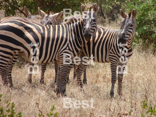 Zebras in the brush of Tsavo National Park