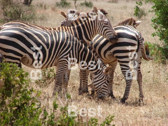 Zebras in the brush of Tsavo National Park